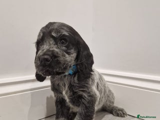 Cocker Spaniel dogs Outstanding KC registered cocker Spaniel puppies. - Advert 11