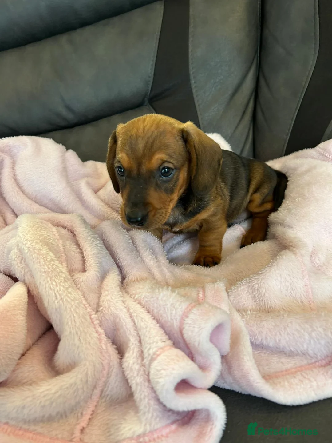 Miniature Dachshund dogs for sale: Miniature dachshund puppies  - Advert 4