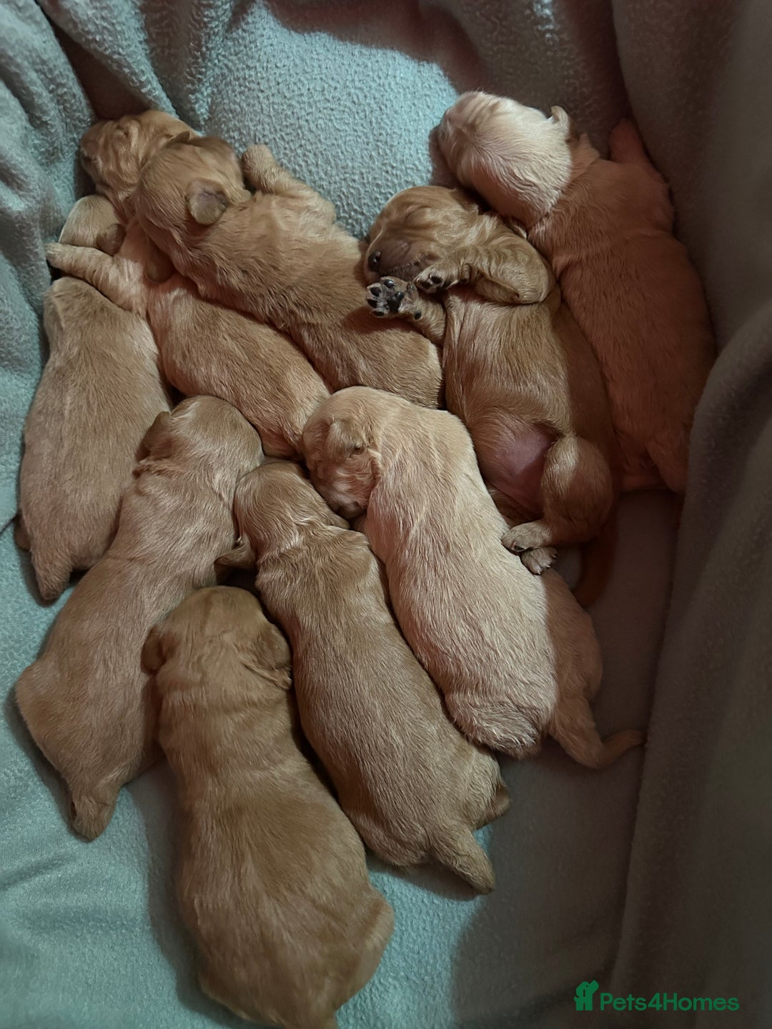 Goldendoodle dogs for sale: F1 Miniature goldendoodles  - Advert 6