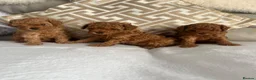Toy Poodle dogs for sale: KC Toy poodle girl PRA clear 8 weeks old!  - Advert 7