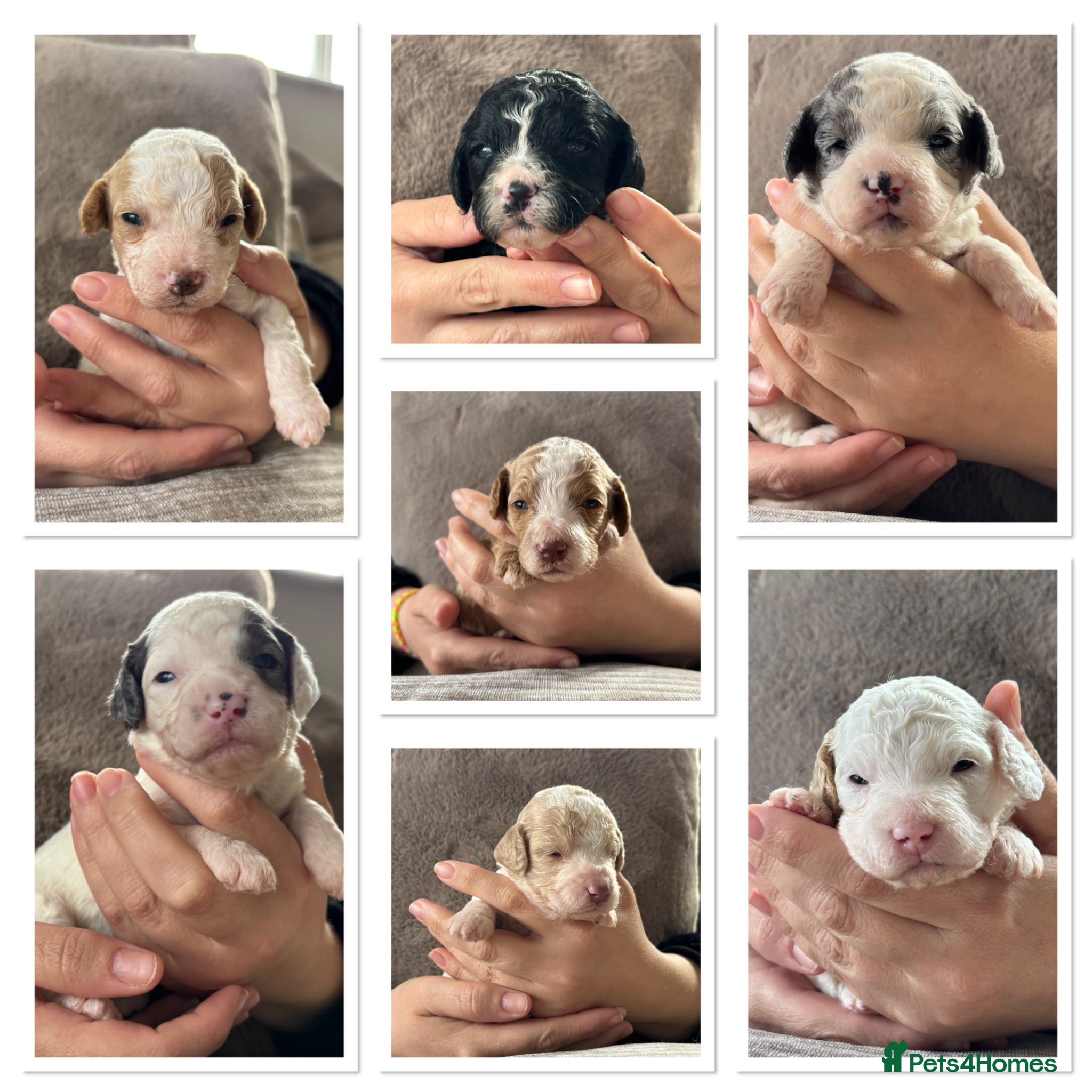 Cavapoo dogs Stunning extensively health tested cavapoo pups - Advert 12