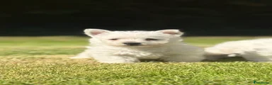 West Highland Terrier 2