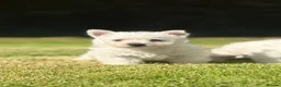 West Highland Terrier dogs for sale: Adorable West Highland terrier puppies - Advert 13