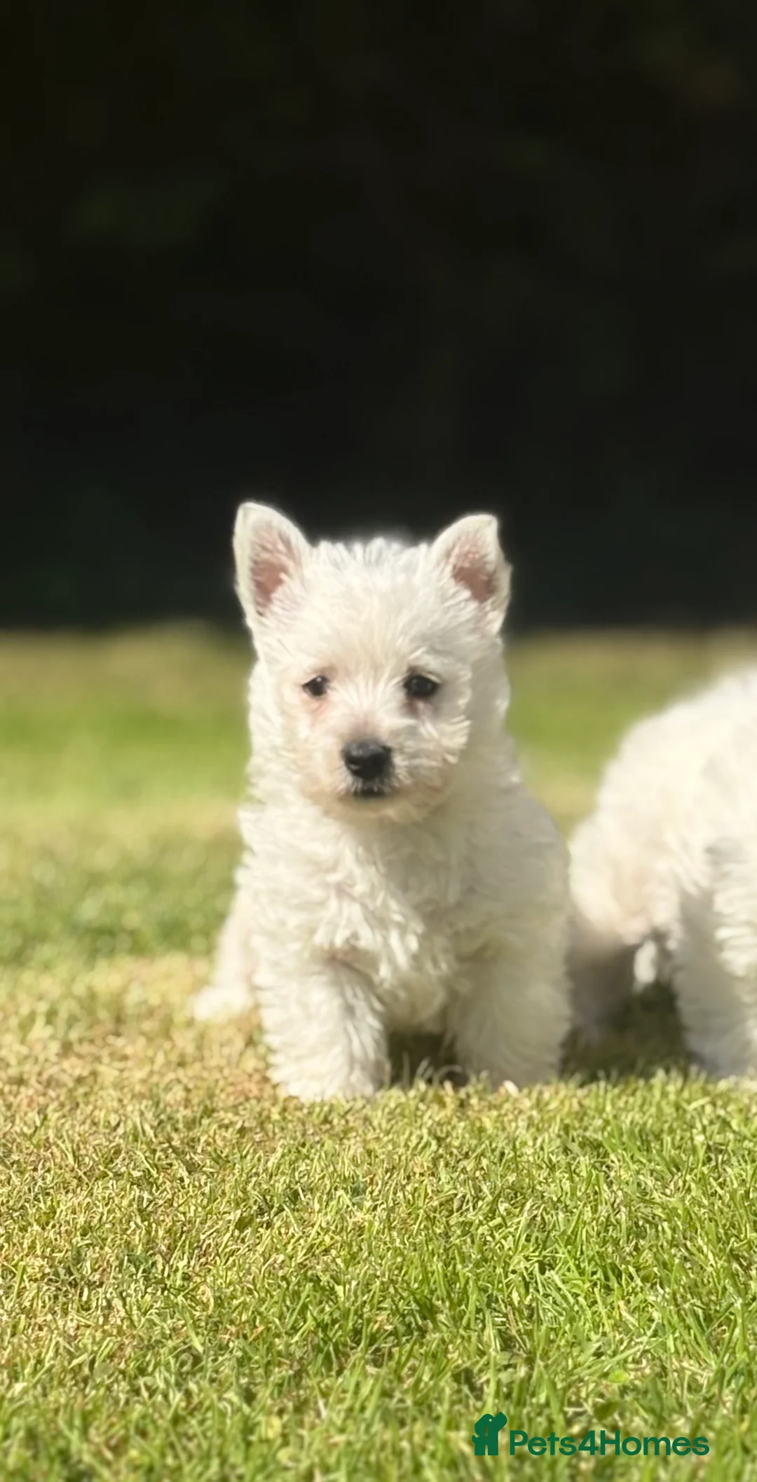 West Highland Terrier dogs for sale: Adorable West Highland terrier puppy - Advert 12