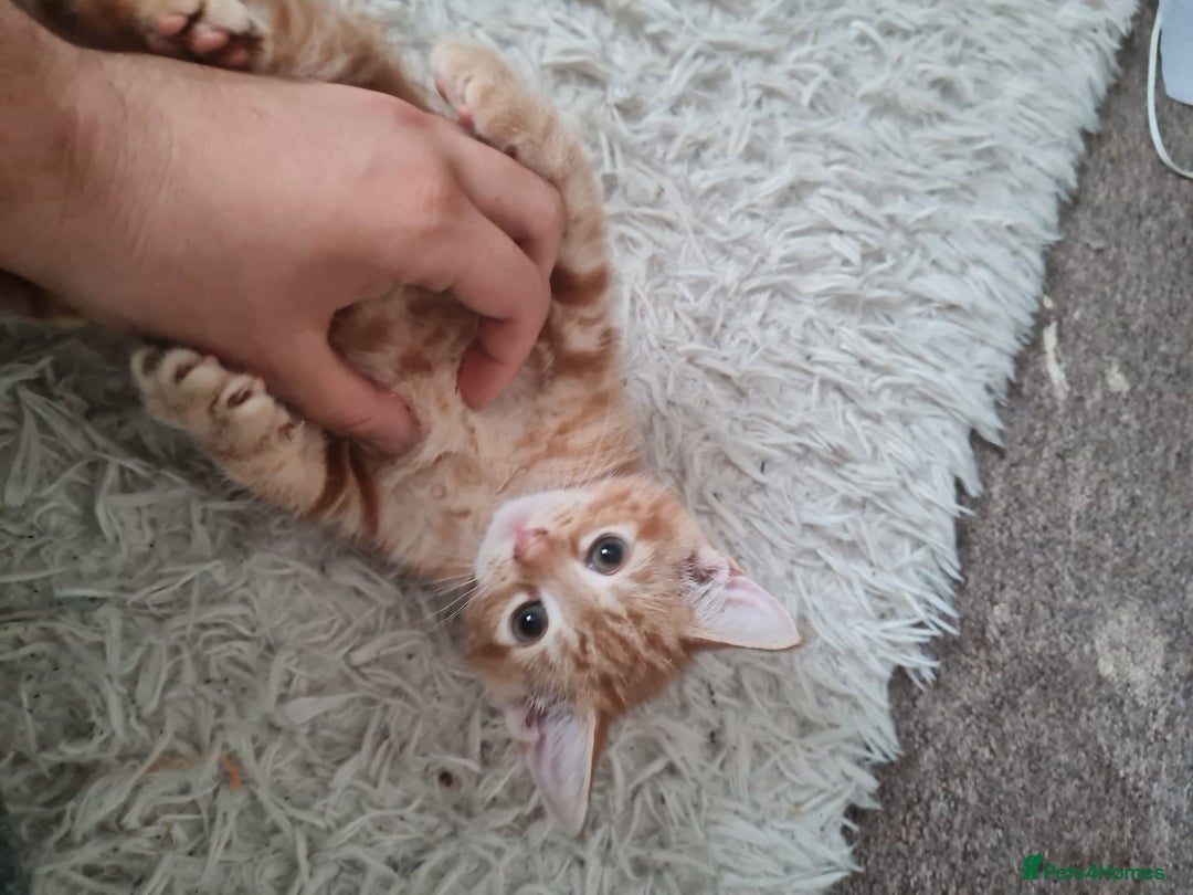 Mixed Breed cats for sale: Beautiful fluffy kittens - Image 3