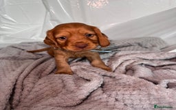 Cocker Spaniel dogs for sale: Pure breed cocker spaniels puppies  - Image 8