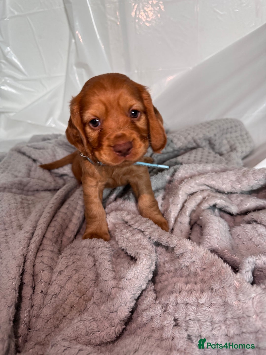 Cocker Spaniel dogs for sale: Pure breed cocker spaniels puppies  - Image 8