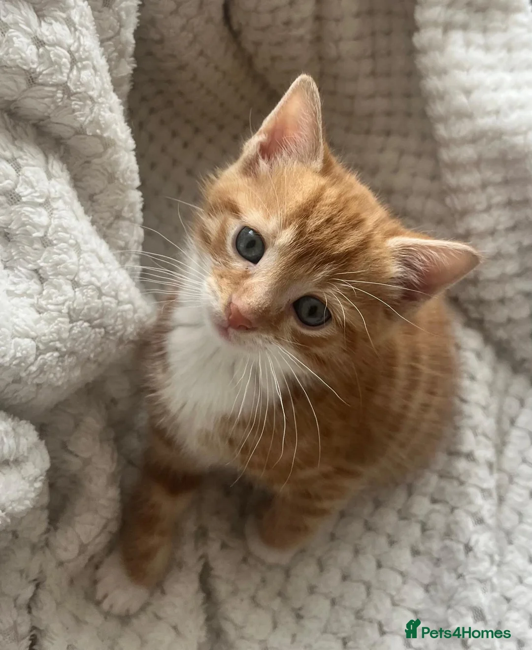 Domestic Shorthair cats for sale: Adorable kittens for sale - Advert 6