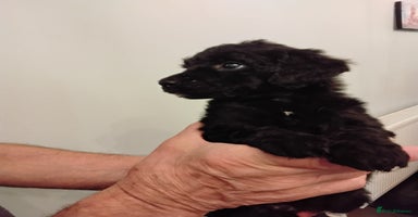 Standard Poodle dogs - Advert 2