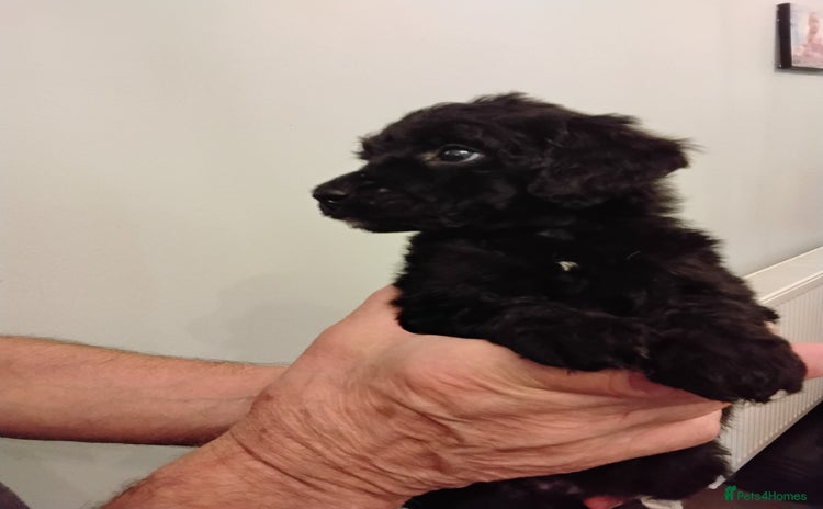 Standard Poodle dogs - Advert 1