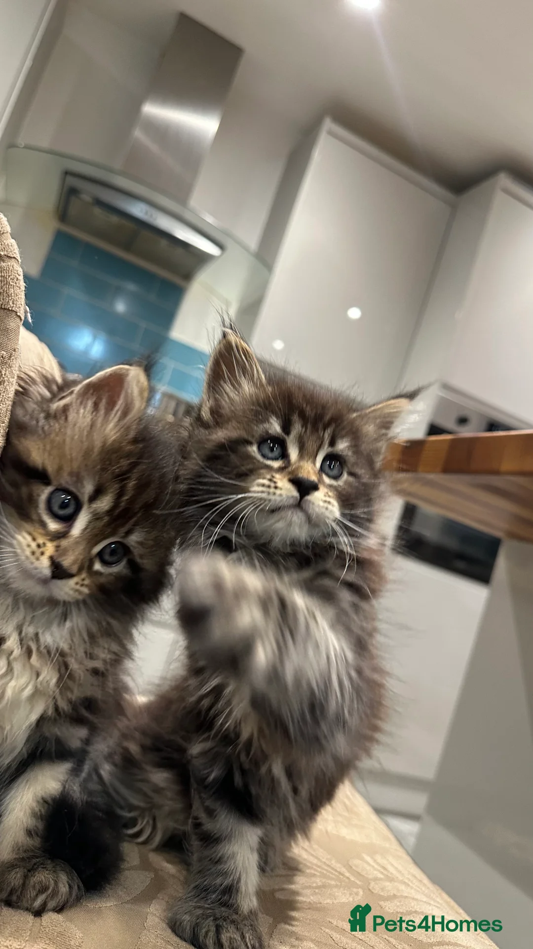 Maine Coon cats for sale: NEW YEARS EVE MAINE COON KITTENS - Advert 8