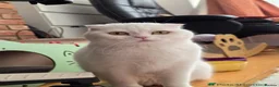 Scottish Fold cats for sale: Beautiful White Scottish Fold Girl – 2 Years Old - Advert 3