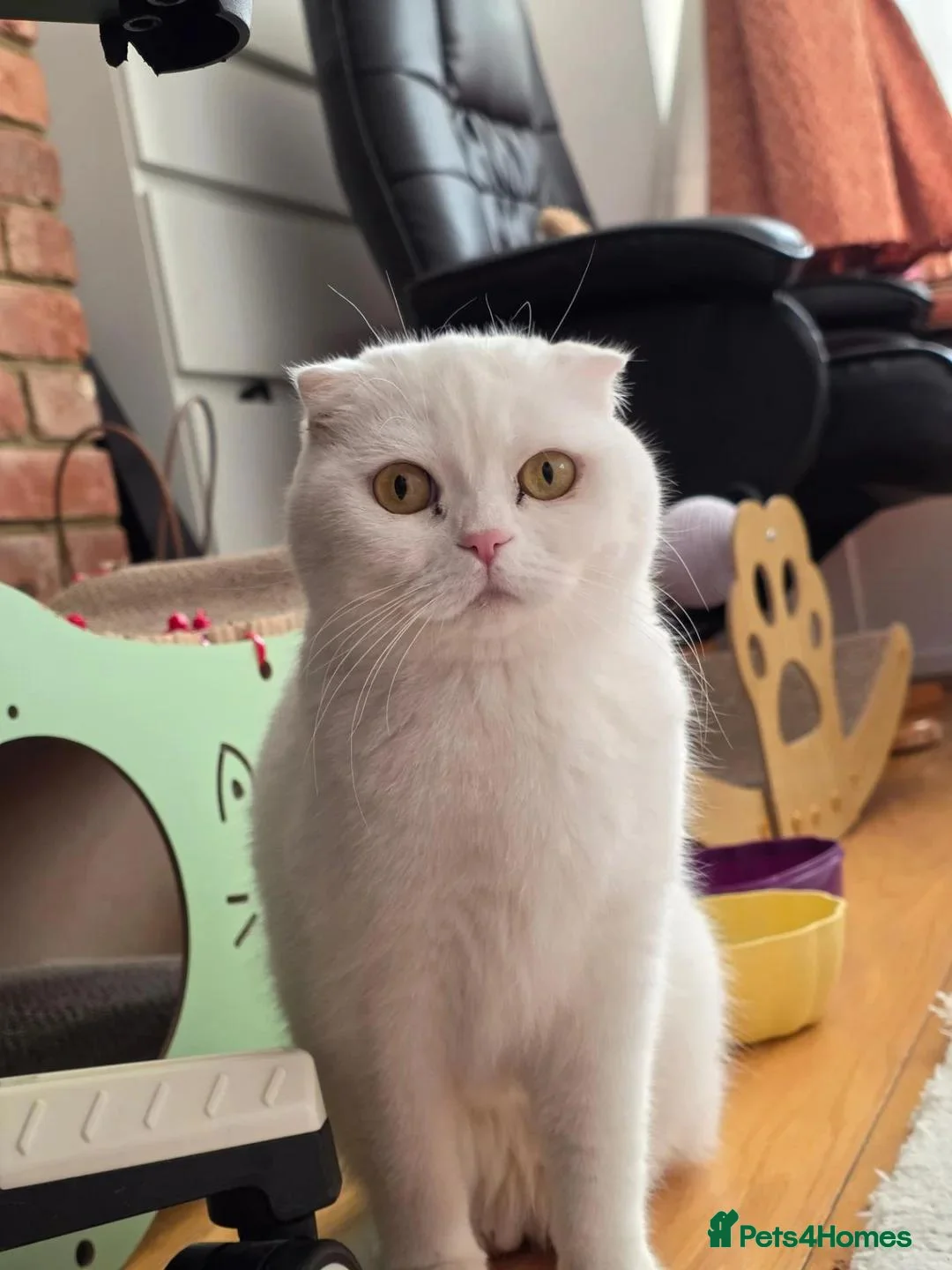 Scottish Fold cats for sale: Beautiful White Scottish Fold Girl – 2 Years Old - Advert 3