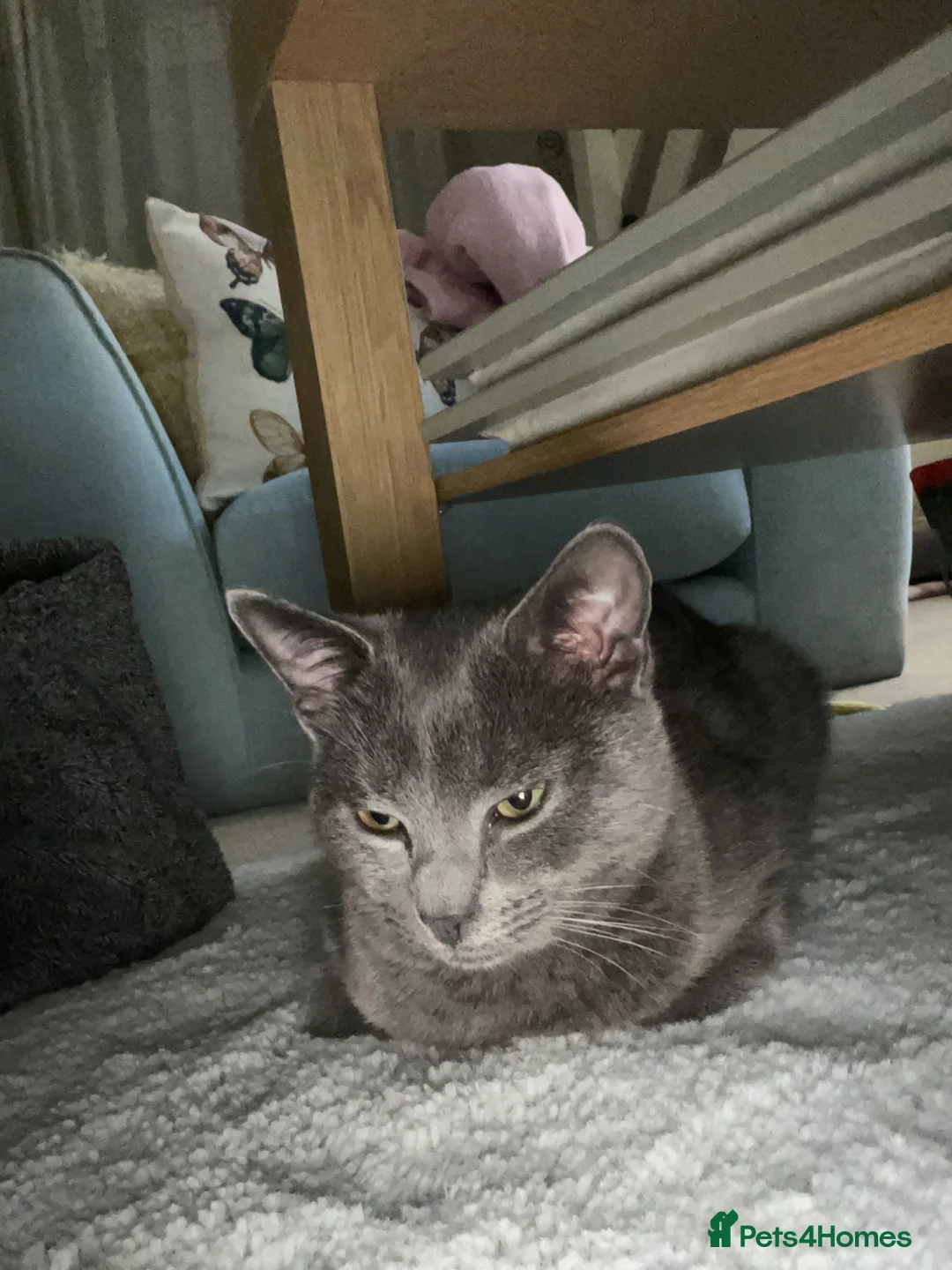 British Shorthair cats for sale: Two adult cats for rehoming in Droitwich - Advert 2