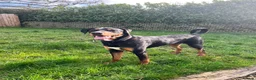 Mixed Breed dogs for sale: 1yr Dobermann x Bernese male  in Southampton - Advert 3