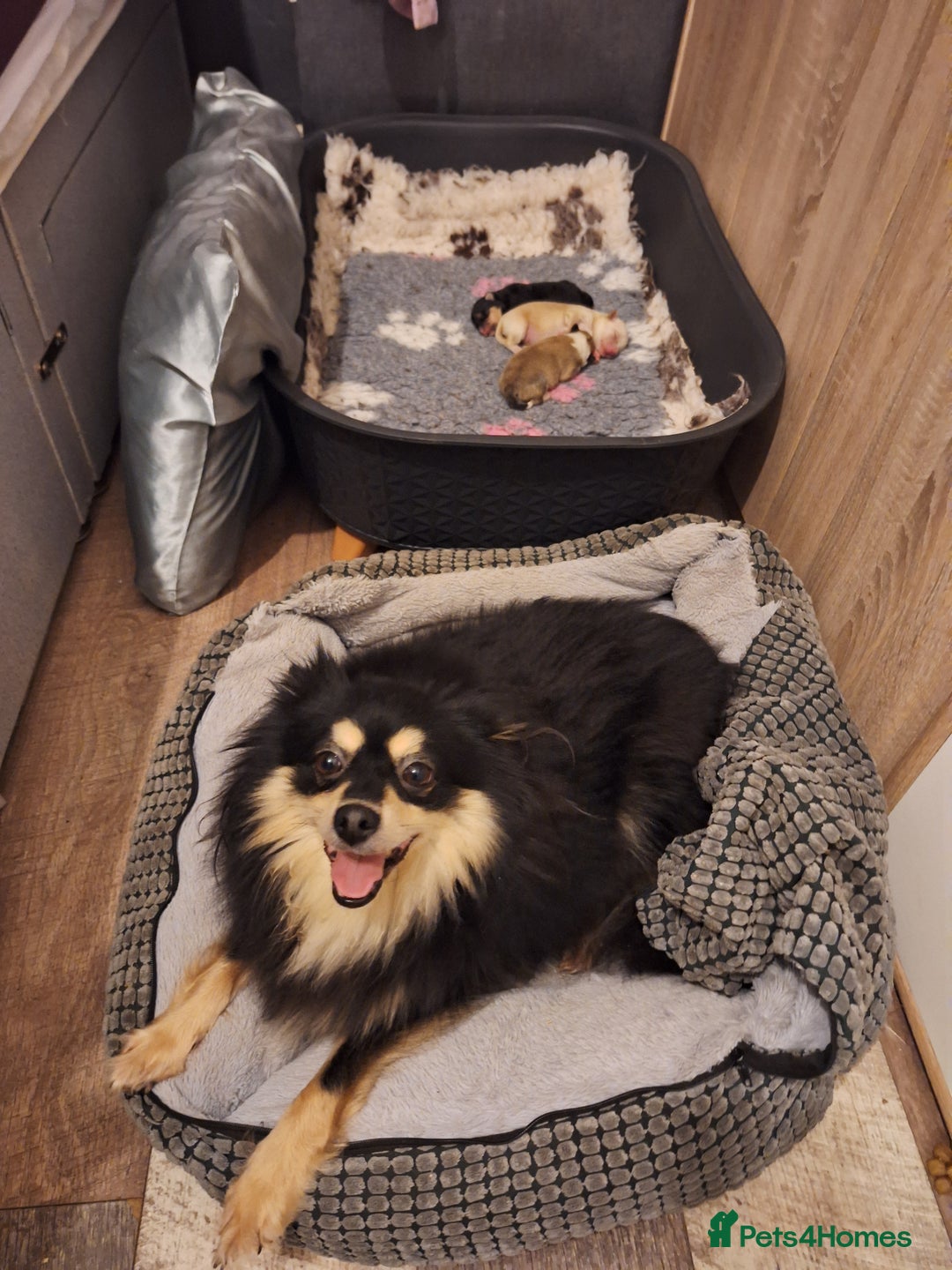 Pomeranian dogs for sale: Little cuties - Advert 28