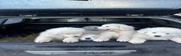 Maremma Sheepdog dogs for sale: Maremma sheepdog puppies - Advert 4