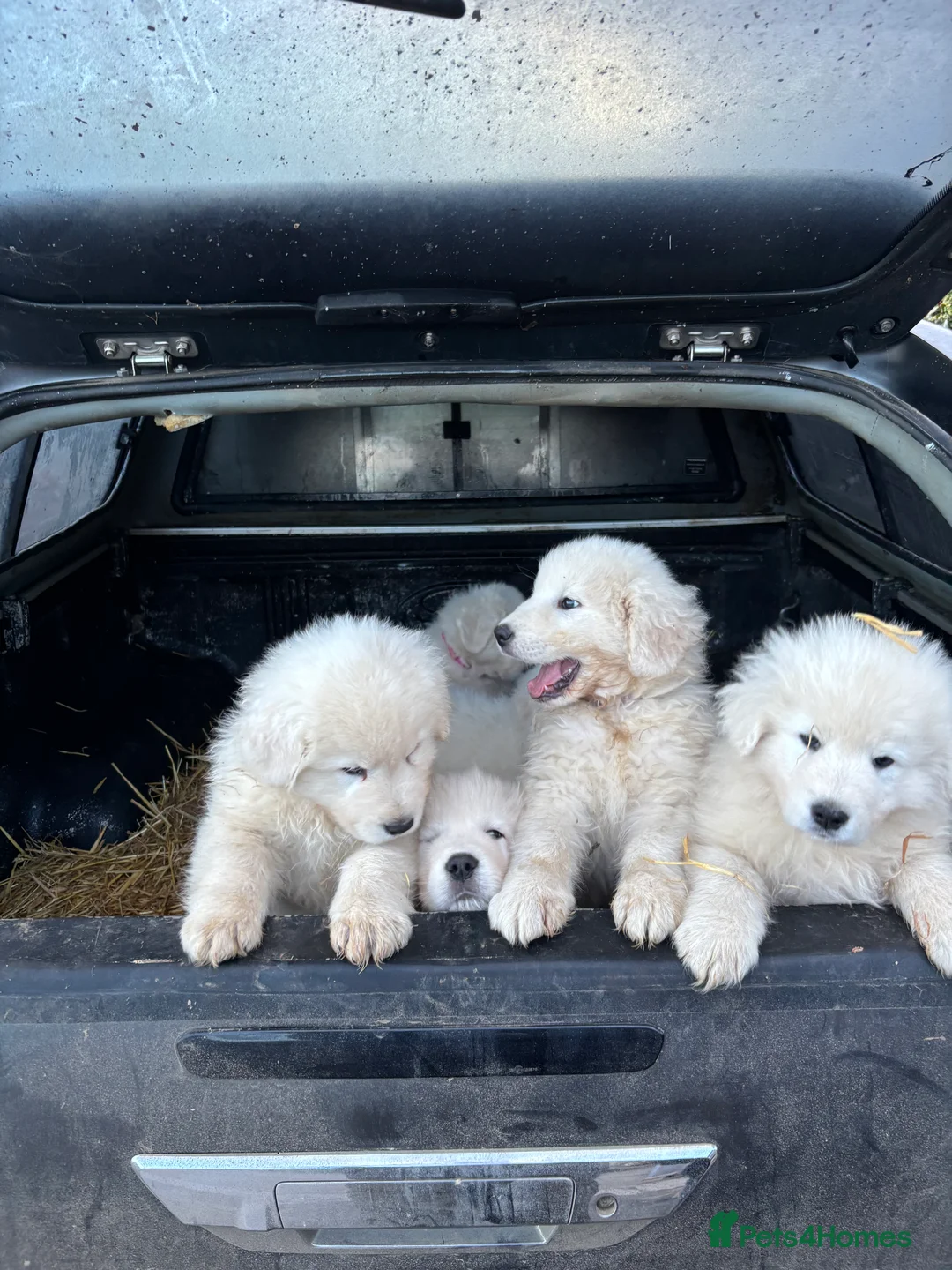 Maremma Sheepdog dogs for sale: Maremma sheepdog puppies - Advert 4