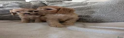Cavapoo dogs for sale: Adorable F1 Cavapoos puppies  - Advert 7