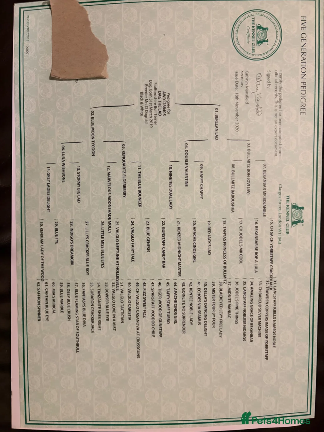 Staffordshire Bull Terrier dogs for stud: Gorgeous boy for stud in Bridgwater - Advert 23