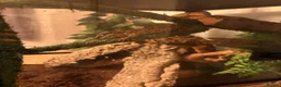 Gecko reptiles for sale: Gargoyle Gecko  - Advert 3