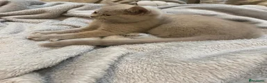 British Shorthair 2