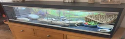 Bearded Dragon reptiles for sale: Bearded Dragon to re-home in Carlisle - Advert 2