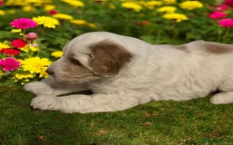 Australian Labradoodle dogs for sale: Ready to go 2 males left health tested parents!! - Image 3