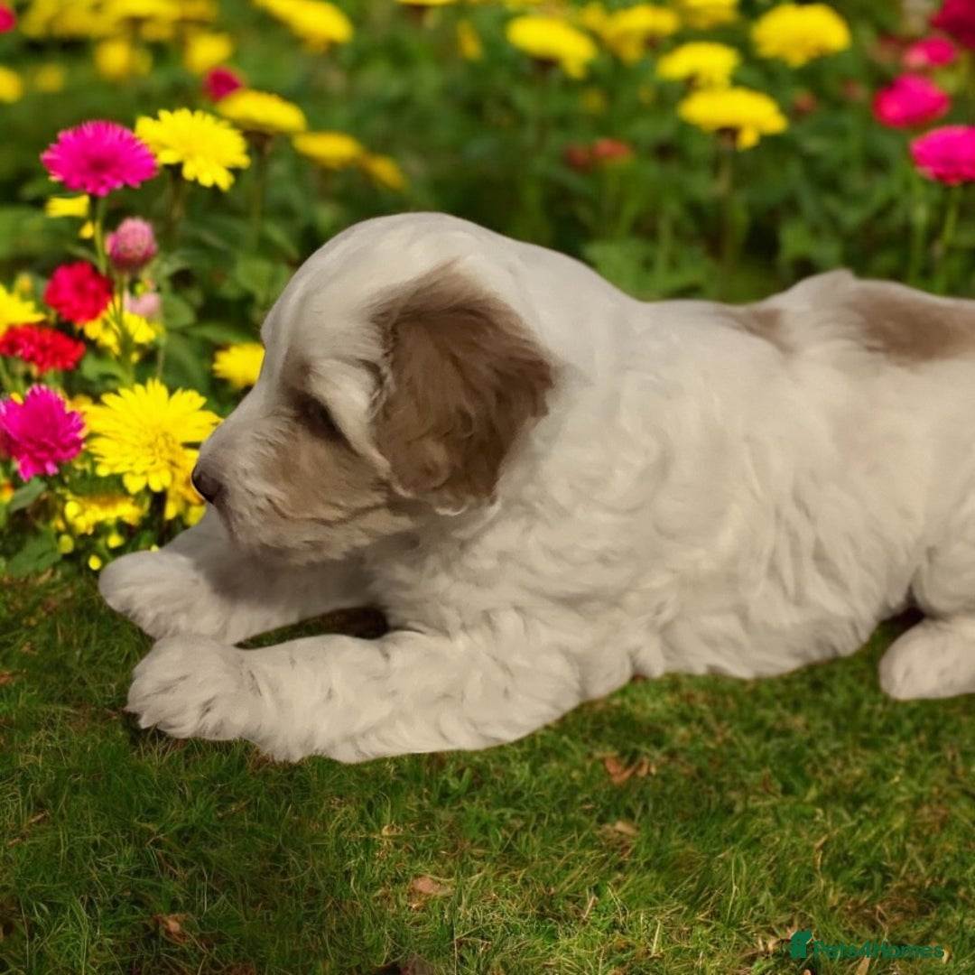 Australian Labradoodle dogs for sale: Ready to go 2 males left health tested parents!! - Image 3