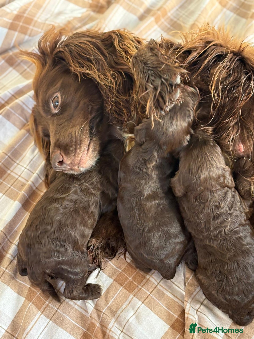 Cockapoo dogs for sale: Cockapoo puppies  - Advert 27