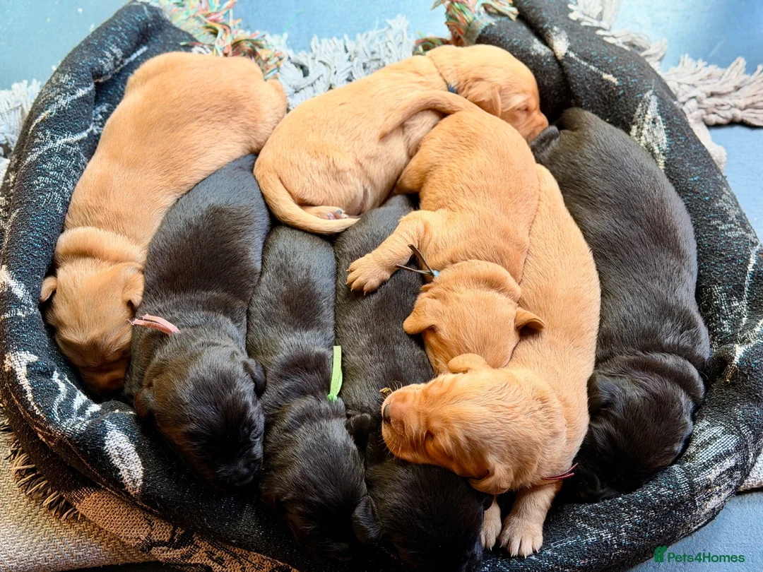 Labrador Retriever dogs for sale: Labrador Retriever, Red Fox, Black KC Registered - Advert 1