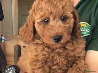 Labradoodle dogs 5* MINI F1B LABRADOODLE PUPPIES. - Advert 11