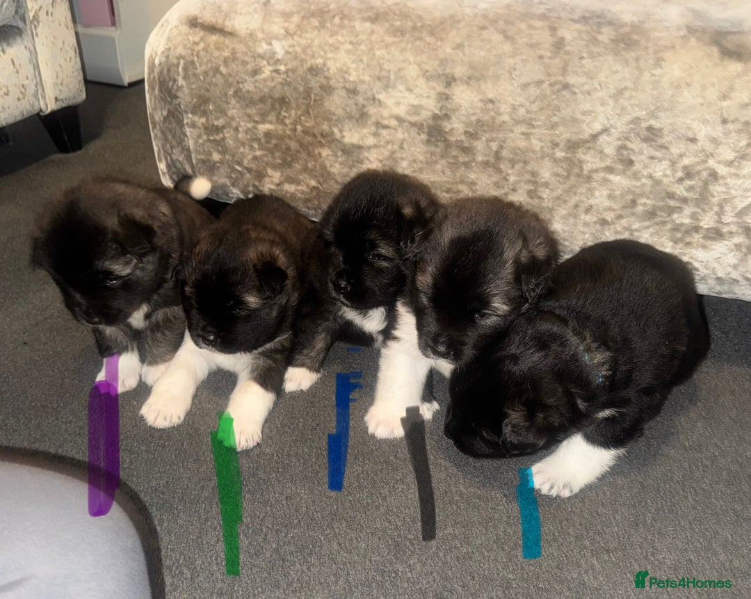 Akita dogs for sale: Akita puppies for sale  - Advert 8