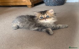 Persian cats for sale: 7 x beautiful persian kittens ready Thursday 14/08 - Image 9