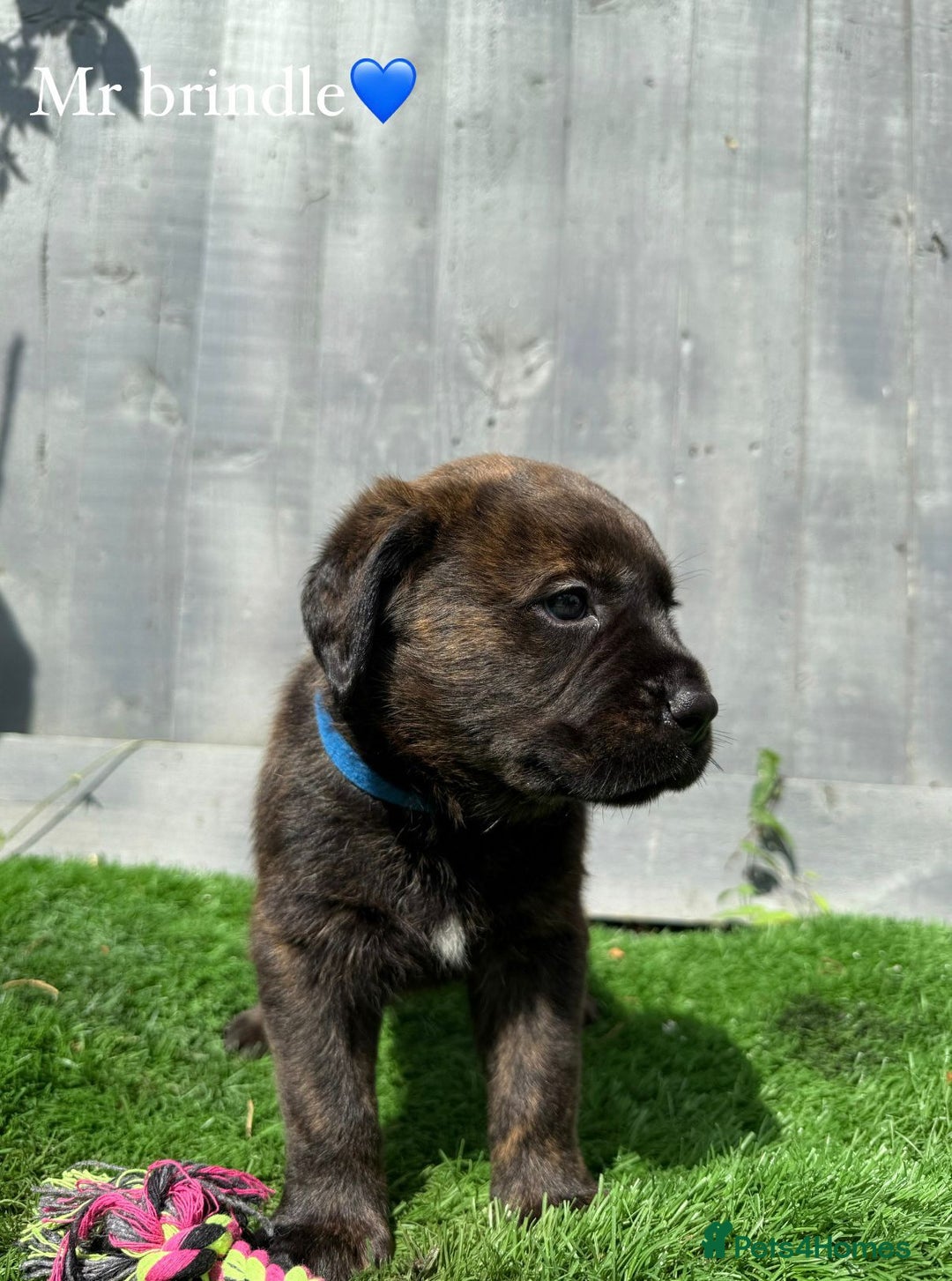 Mixed Breed dogs for sale: Gorgeous st weilers  - Image 6