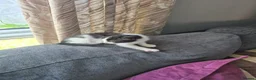 Mixed Breed cats for sale: 3 female kittens for sale  - Advert 4