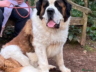 Saint Bernard dogs in Birmingham - Advert 2