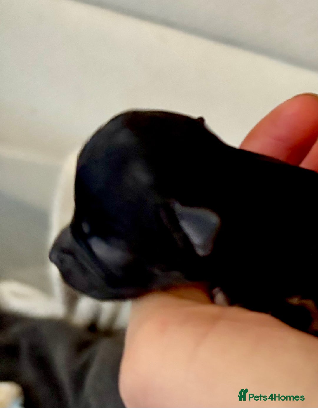 Chihuahua dogs for sale: Beautiful long haired, chihuahua puppies - Advert 9