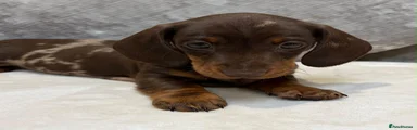 Miniature Dachshund 4