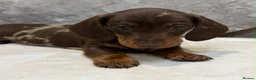 Miniature Dachshund dogs for sale: Miniature Dachshund puppies for sale - Advert 22