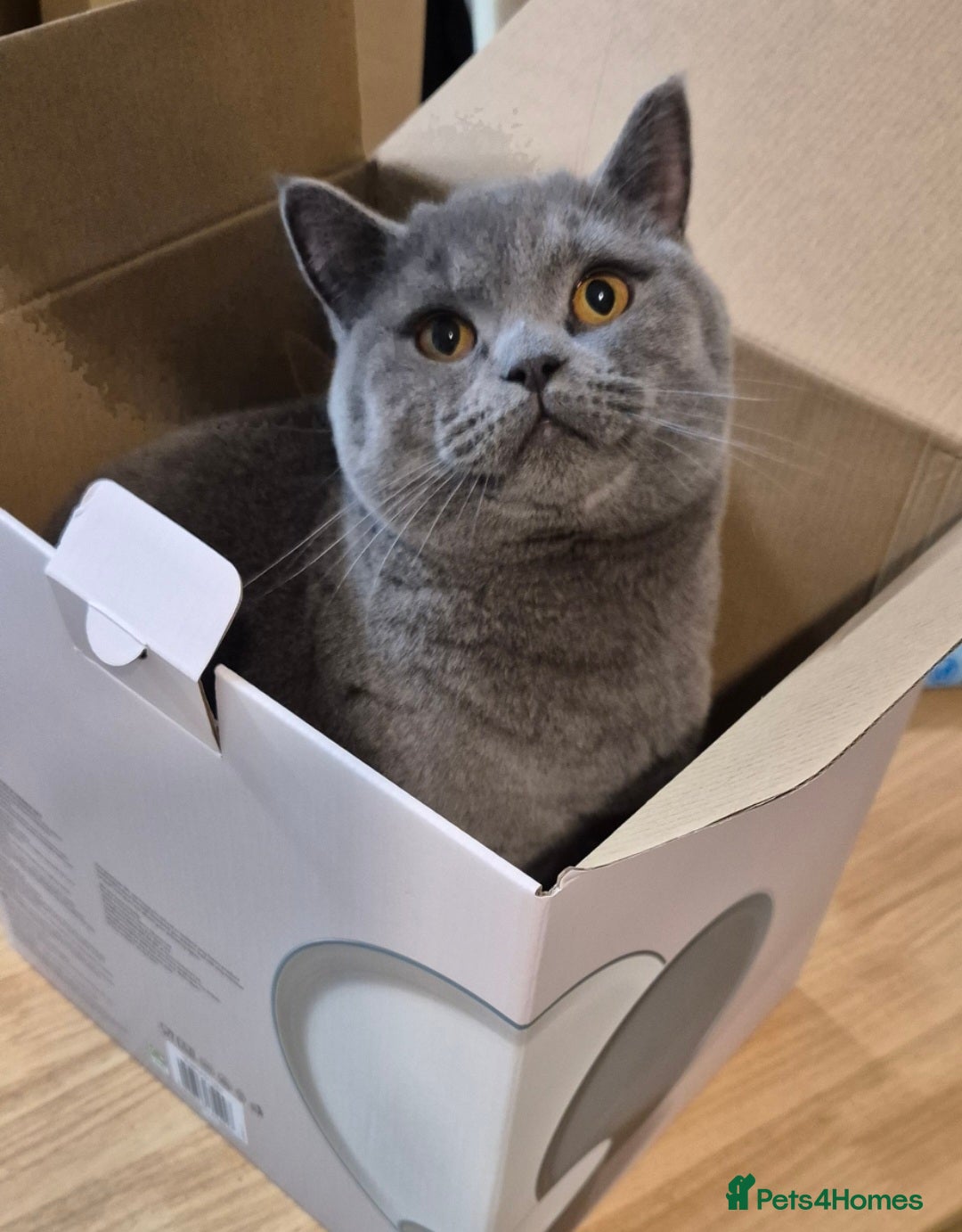 British Shorthair cats for sale: Bonded pair girl & boy - Advert 6