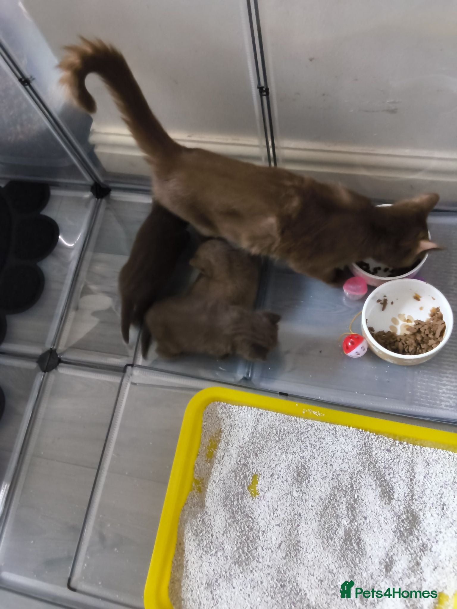 British Shorthair cats British shorthair kitten for sale  - Advert 1