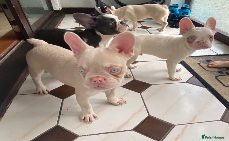 French Bulldog dogs - Advert 1