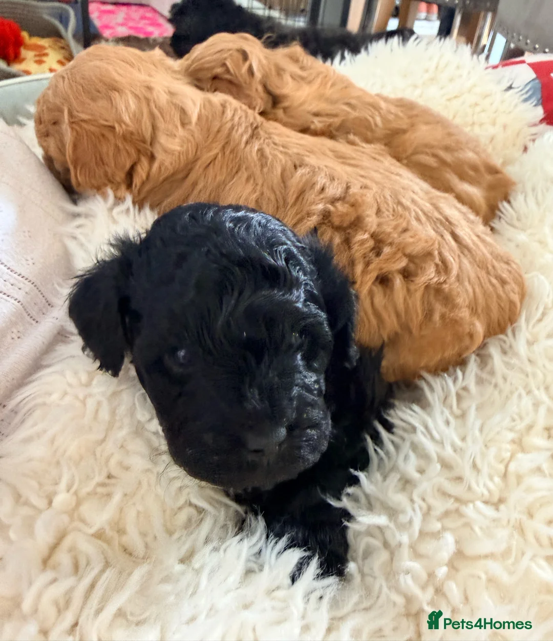 Lhasapoo dogs for sale: Lhasapoo pups (doodles) F1b  - Advert 16