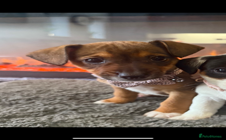 Jack Russell dogs - Advert 2