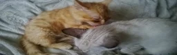 Mixed Breed cats for sale: Beautiful Part Bengal Kittens  - Advert 16