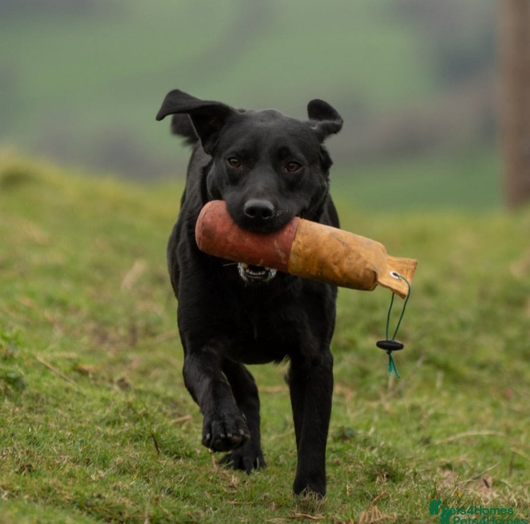 Labrador Retriever dogs for sale: 🌟🌟2 girls left black and yellow🌟🌟 - Image 8