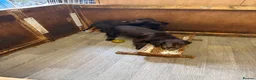 Cocker Spaniel dogs for sale: This weekend only all pups £600 each - Advert 12