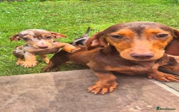 Dachshund dogs for sale: One boy one girl left  - Image 4
