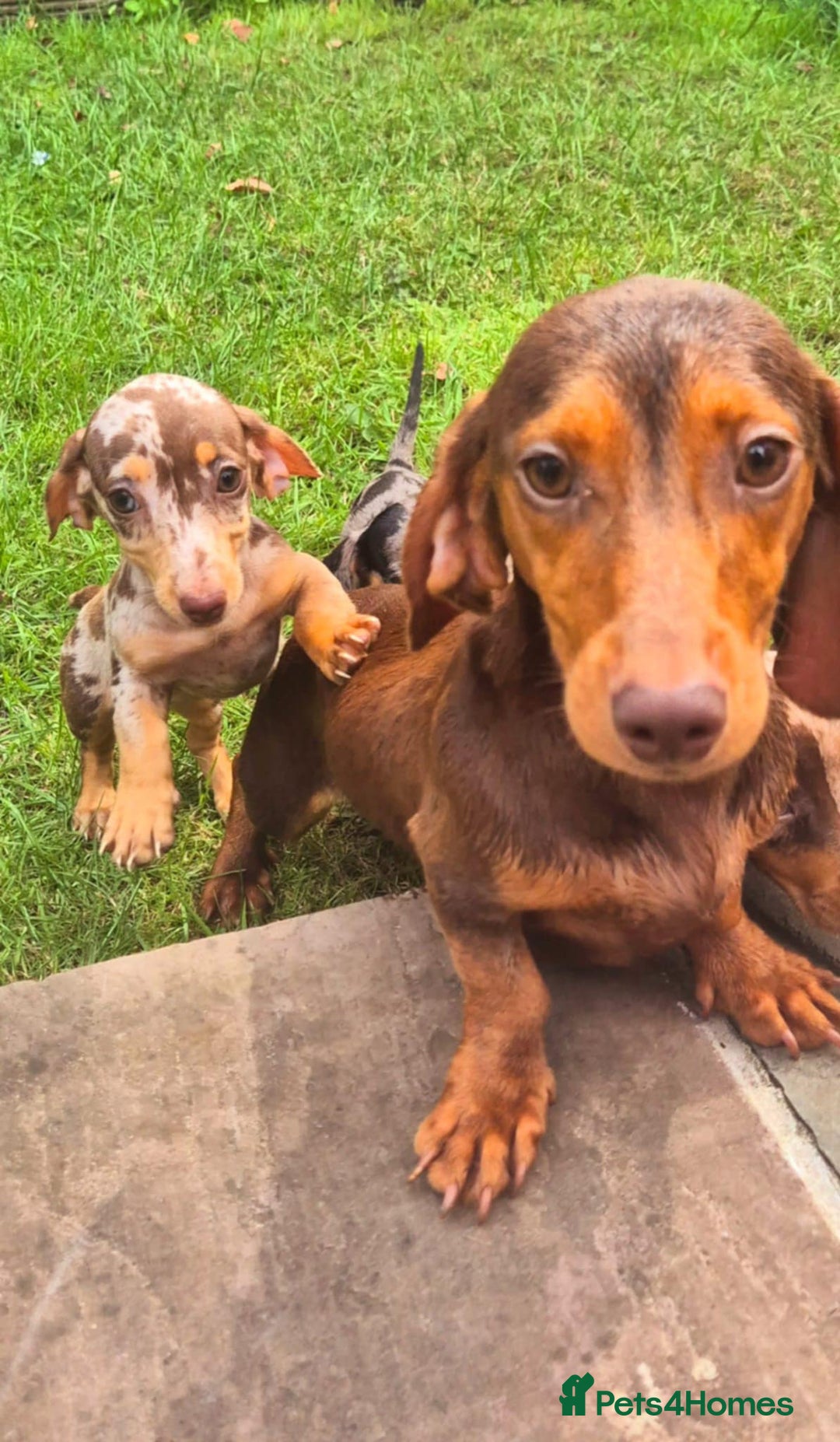 Dachshund dogs for sale: One boy one girl left  - Image 4